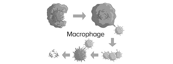 macrophage cell