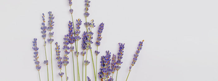 Dry Lavender Flowers Image & Photo (Free Trial)
