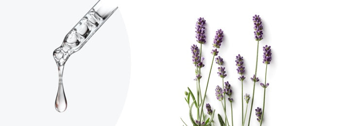 Study on Efficacy of Oral Lavender Oil