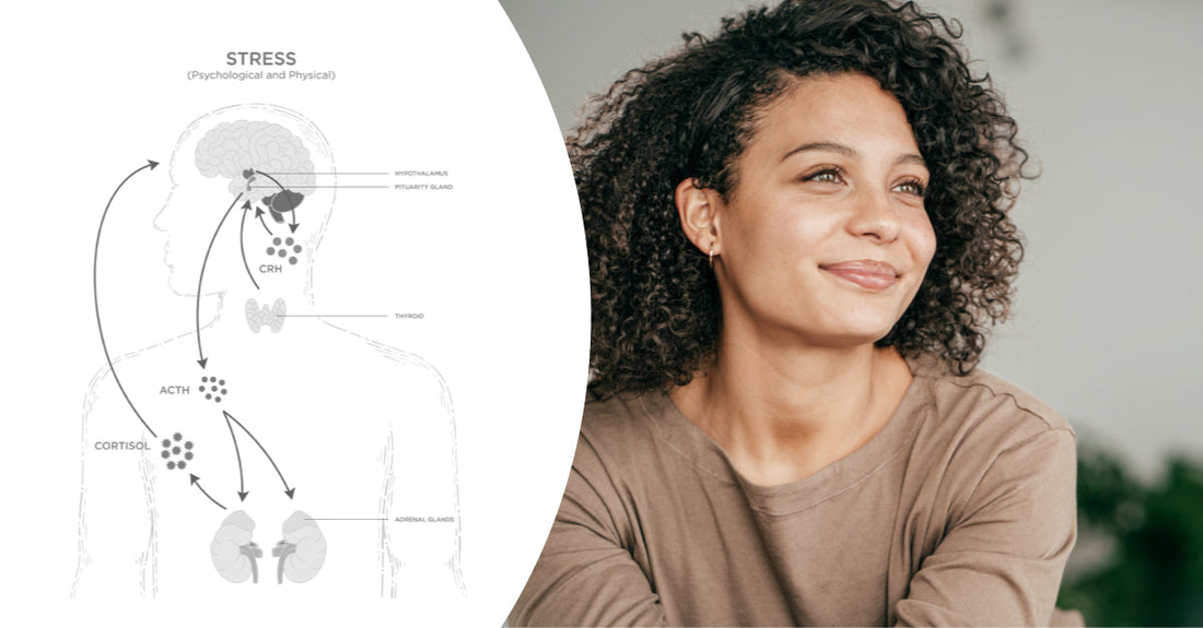 What is the HPA axis?