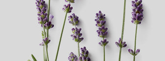 How Lavender (Lavendula angustifolia) Works