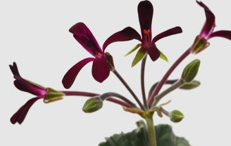 Pelargonium Sidoides Mechanisms of Action