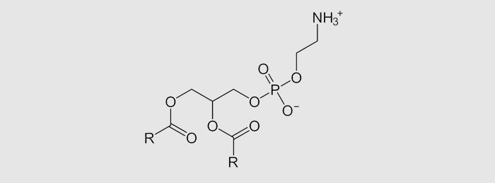 Phosphatidylserine Found to Support a Healthy Stress Response