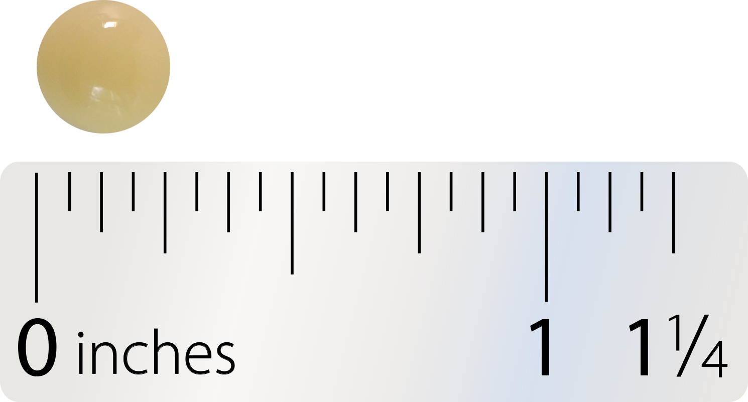 Nature's Way® | Probiotic Pearls™ Advantage