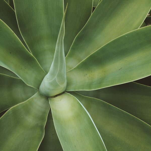 Cactus plant